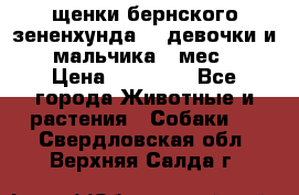 щенки бернского зененхунда. 2 девочки и 2 мальчика(2 мес.) › Цена ­ 22 000 - Все города Животные и растения » Собаки   . Свердловская обл.,Верхняя Салда г.